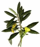 Anteprima